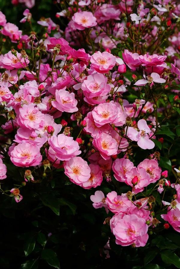 日本顶级微型月季,日本顶级盆栽大师