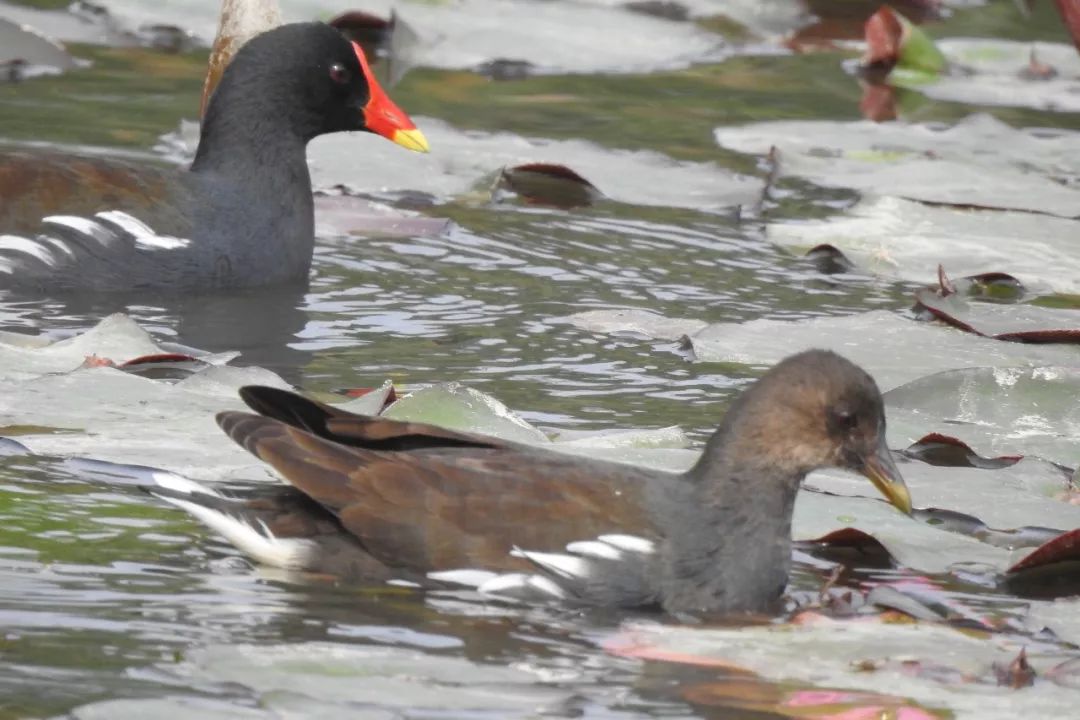 华南植物园吉祥花图片,华南植物园禾雀花观赏时间
