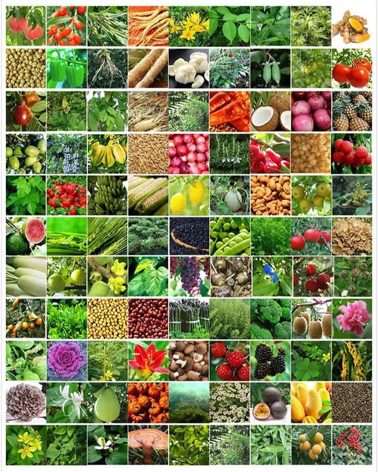 女明星喝的酵素减肥,女明星都在吃的酵素