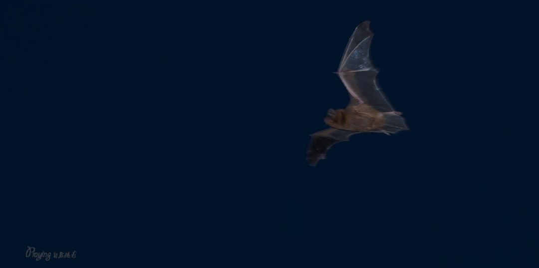 身边没有野生动物？也许是你不够慢