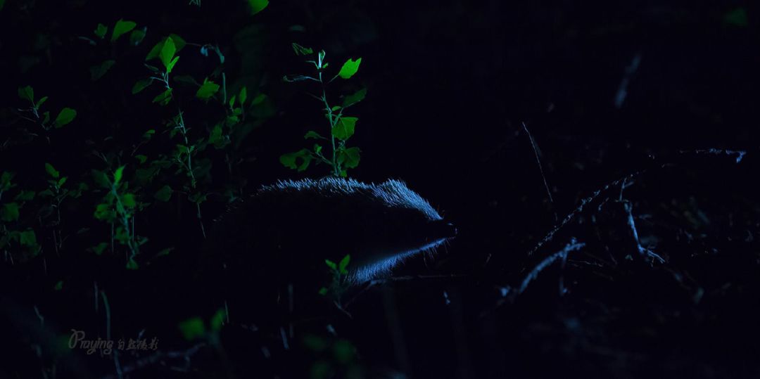 身边没有野生动物？也许是你不够慢