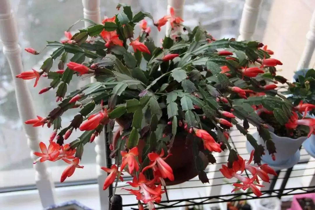 家里盆栽洋葱开花,洋葱盆栽开花