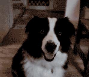 狗为什么改不了食屎的习惯,狗改不了食屎的习惯怎么办