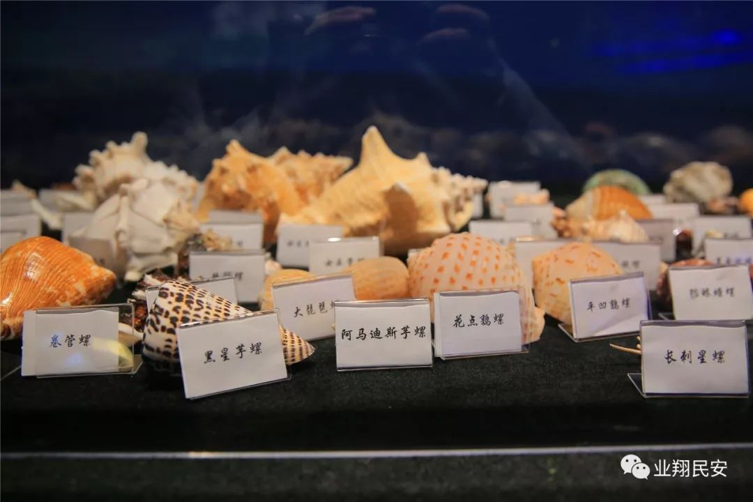 厦门翔安海洋馆门票价格,翔安澳头海洋馆