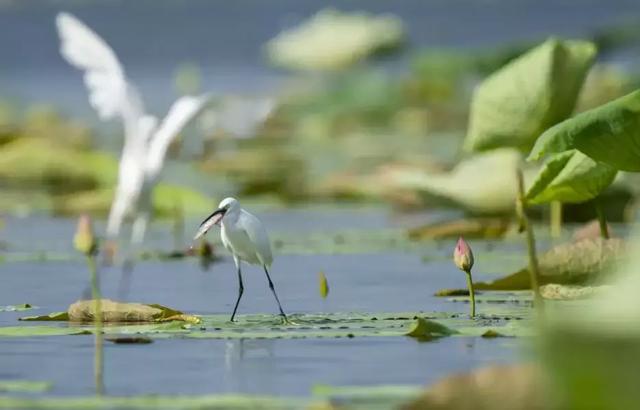《中国改革报》聚焦洪湖变化透露出这些发展趋势
