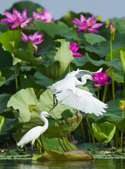 《中国改革报》聚焦洪湖变化透露出这些发展趋势