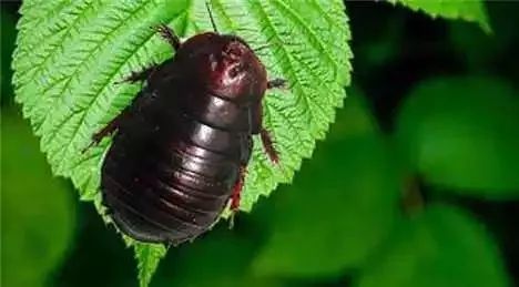 不可思议的新疆手工艺品,农村不可思议的东西