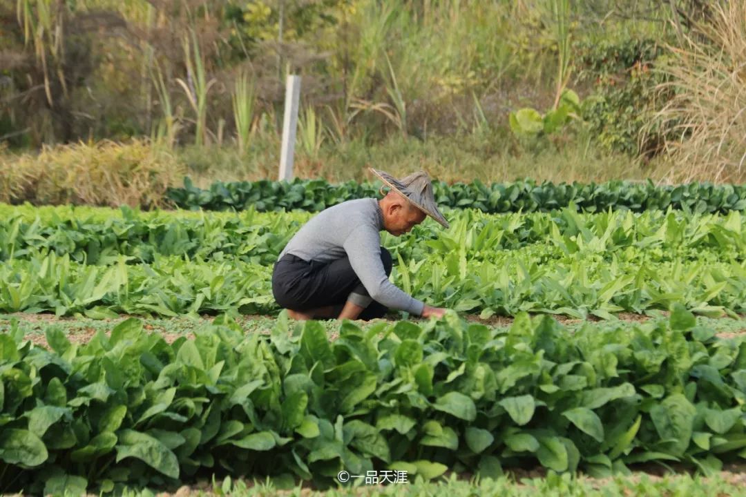 漳州大v排行,大v推荐传奇
