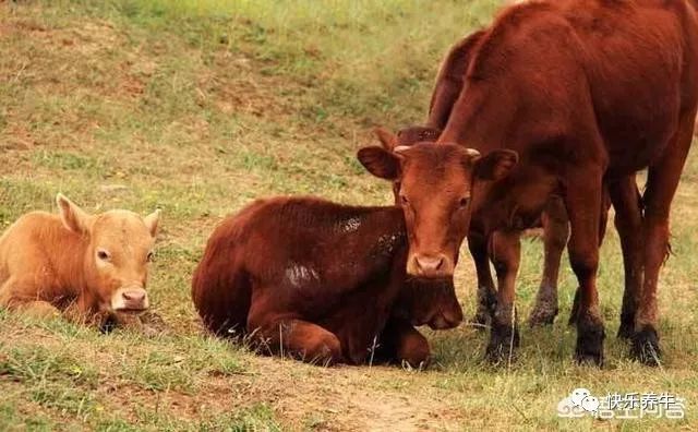 牛站不起来能治好么,牛站不起来最快的治疗方法
