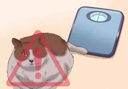 猫咪便秘吃肠道处方粮,猫咪便秘按摩肚子手法