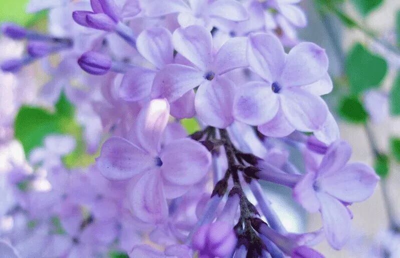 祖玛珑香水和圣罗兰哪个档次高,祖玛珑2018圣诞限量版香水