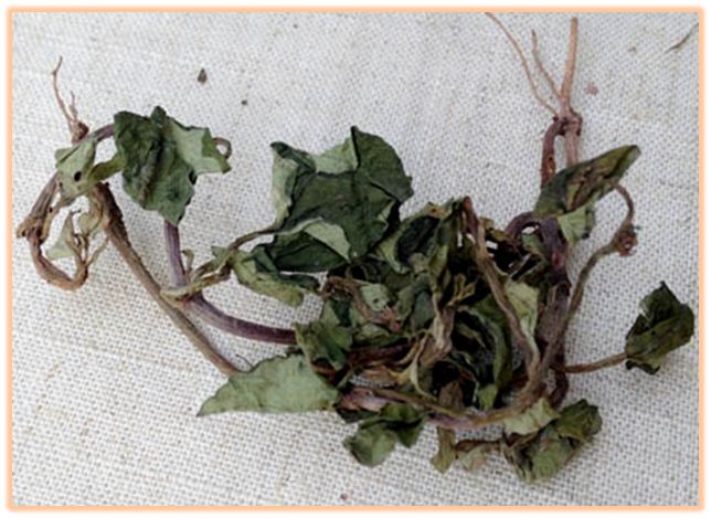 中药知识必学牛膝,中药知识必学昆布