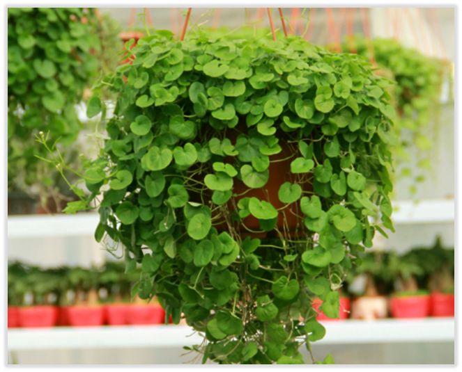 中药知识必学牛膝,中药知识必学昆布