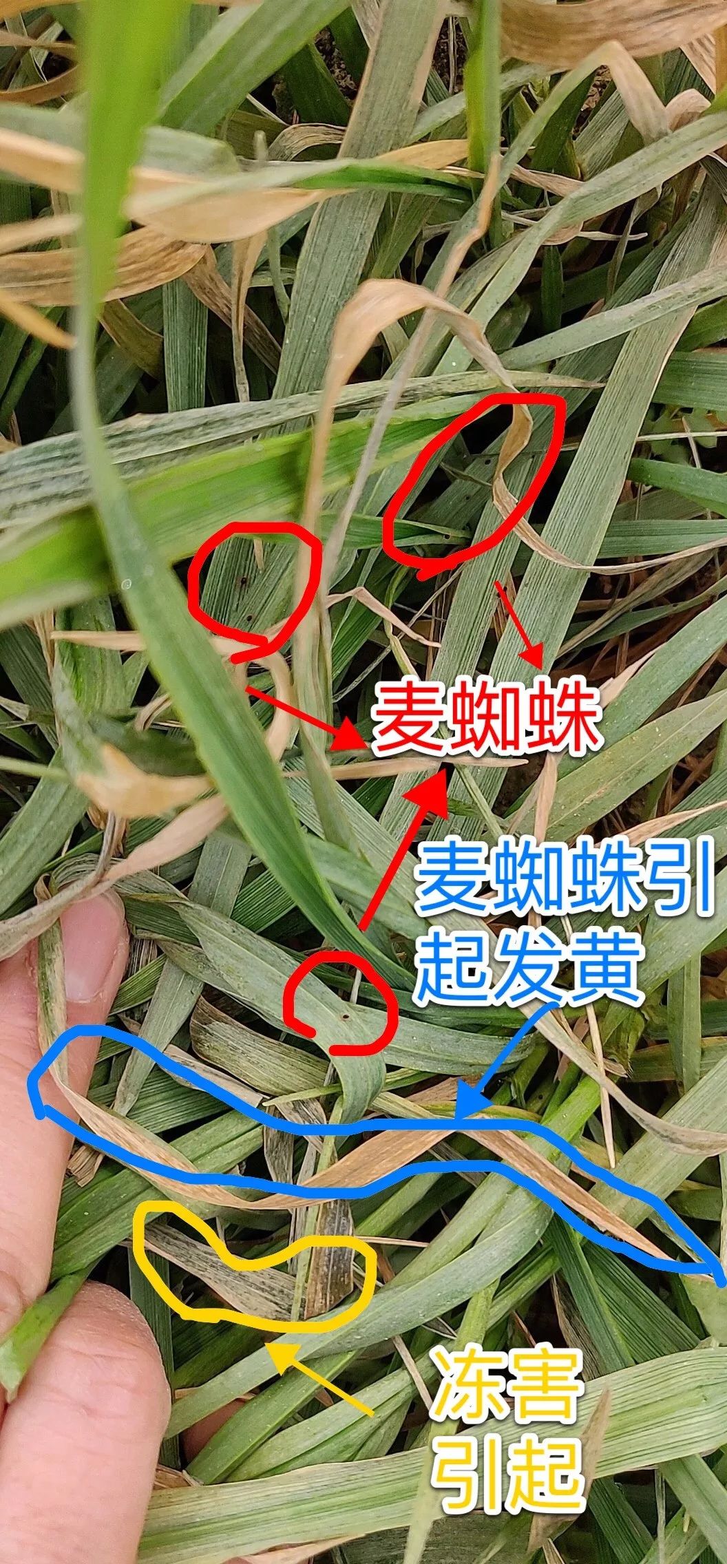 小麦最近发黄是什么原因造成,多地小麦出现发黄枯死现象