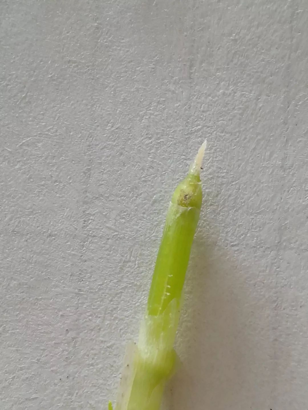 多地小麦出现发黄枯死现象,近期小麦发黄的原因怎么补救