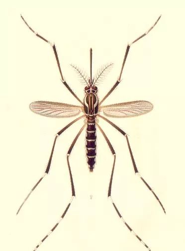 蚊子是怎么形成的全过程,蚊子十大鲜为人知的科学事实