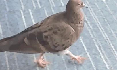 在鸡头装摄像头当稳定器,给鸡头安摄像头