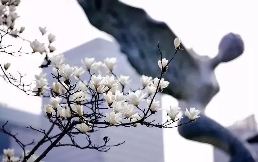 「收藏」不能错过的小美好！上海12个月行走指南来啦