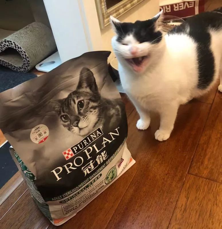 别人家的猫怎么都这么可爱啊,为什么别人的猫都是蠢萌可爱