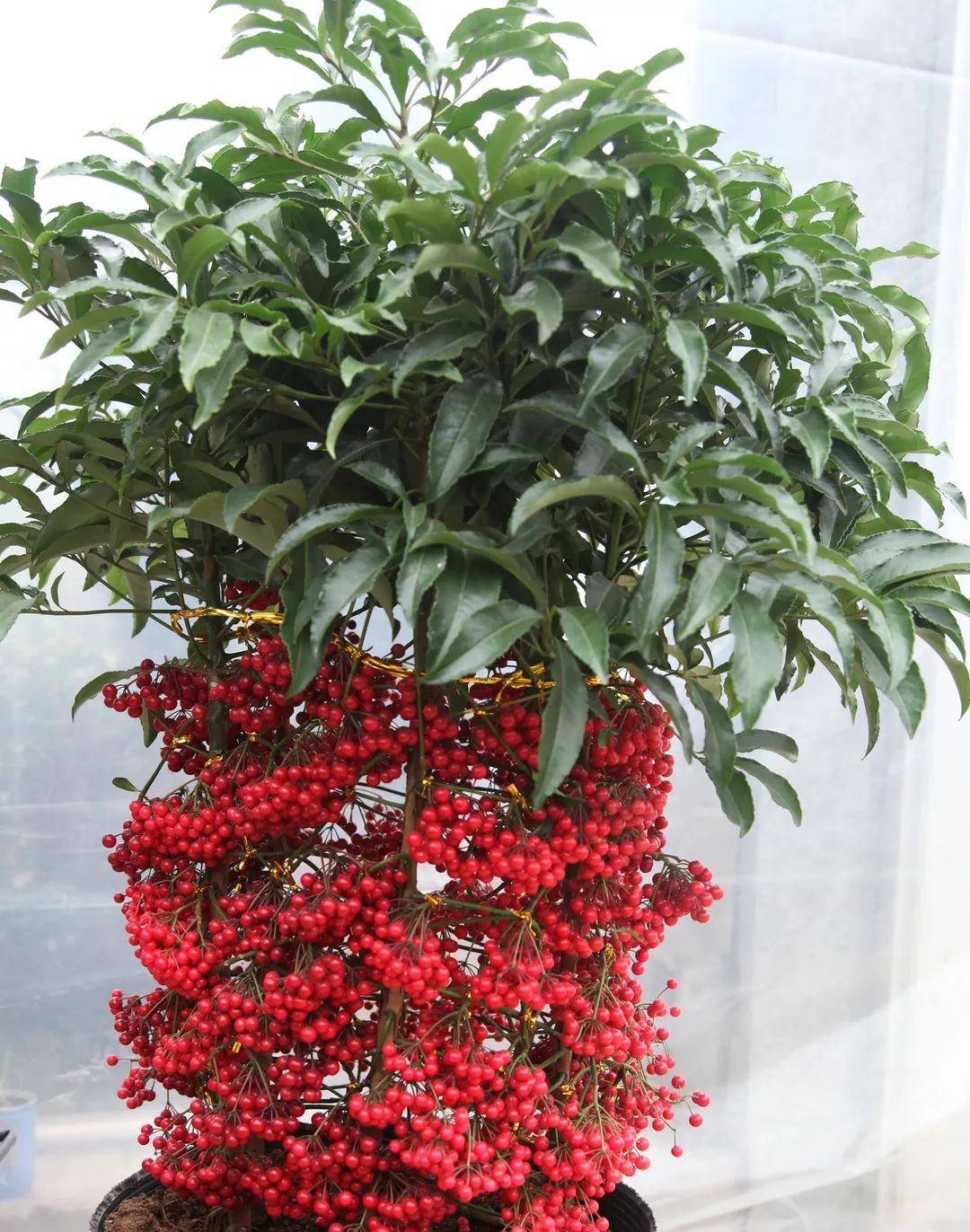 喜庆年宵花,盘点最受欢迎的十大年宵花