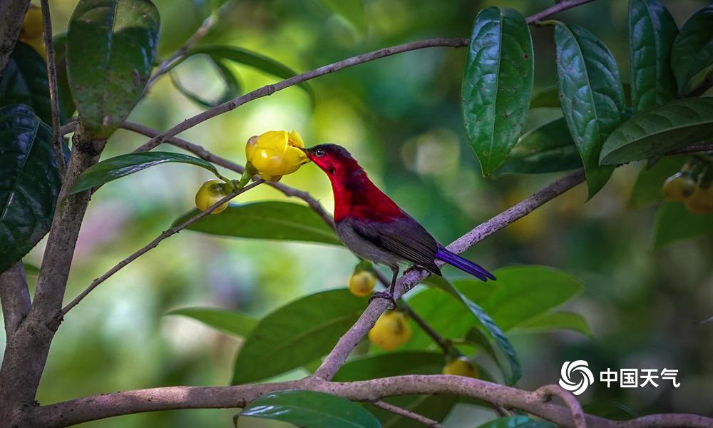 金花茶盛开,钦州茶花皇后金花茶