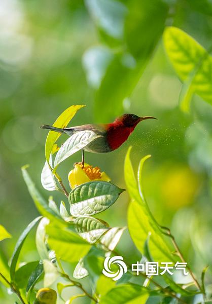 金花茶盛开,钦州茶花皇后金花茶