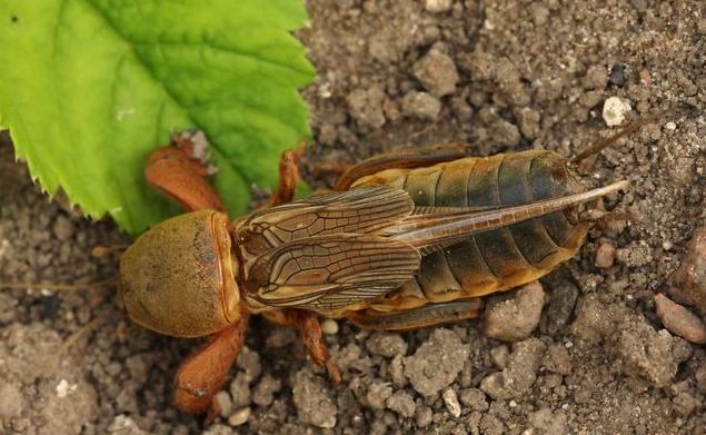 农作物害虫大全及防治,蔬菜害虫图片大全集
