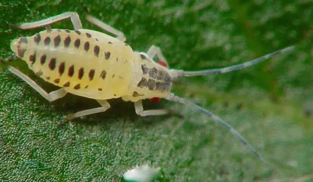 农作物害虫大全及防治,蔬菜害虫图片大全集