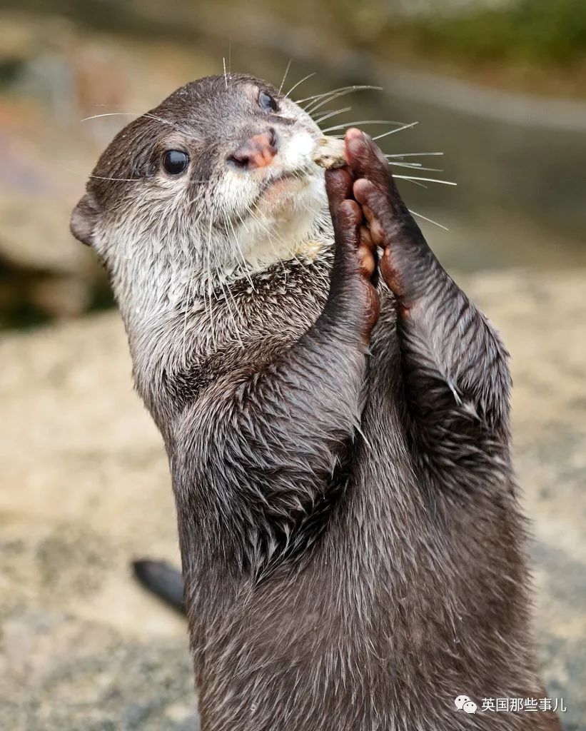 野生大熊猫凶残的一面蜜袋鼯,蜜袋鼯和龙猫哪个寿命比较长