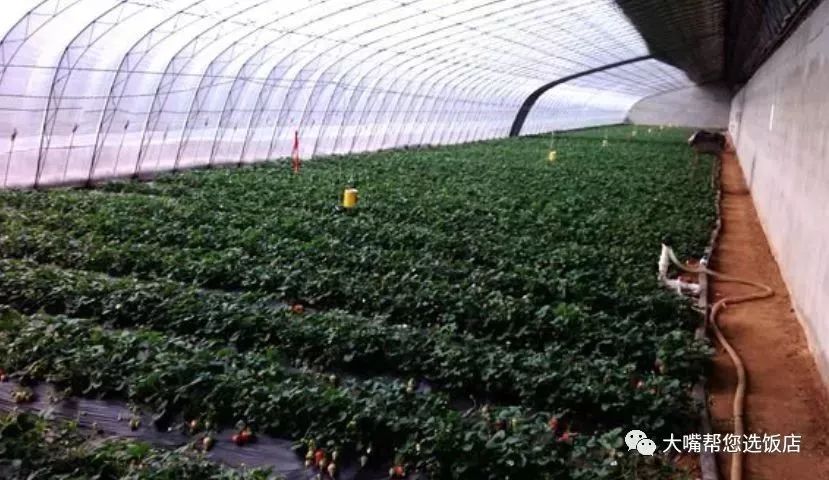 大连摘草莓一日游,大连摘草莓适合去的地方