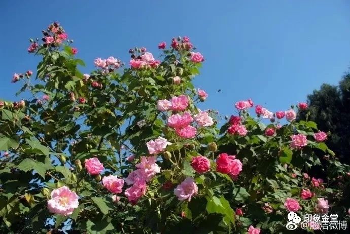 金堂赏花最佳地点时间,金堂赏花之梨花篇