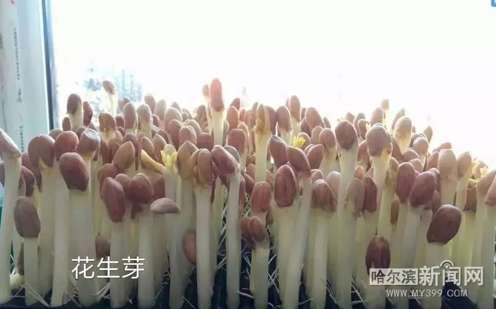 冰城新型芽苗菜,花生芽萝卜苗豌豆苗成餐桌新宠
