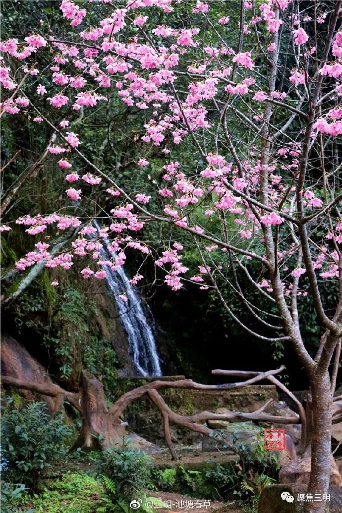 福建三明看樱花的地方,三明樱花在哪里