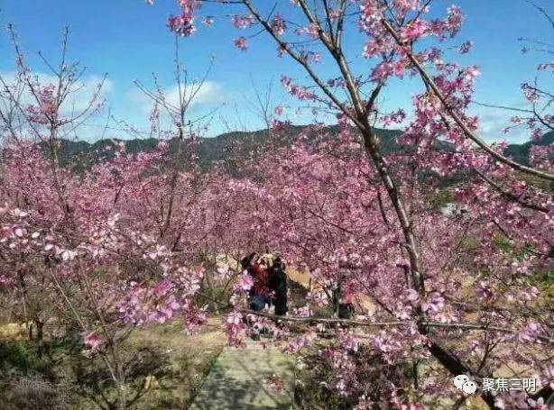 福建三明看樱花的地方,三明樱花在哪里