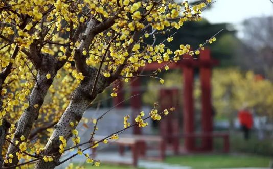 春节假期没嗨够怎么办?又一大波美轮美奂的景点等着你!乘公交直达