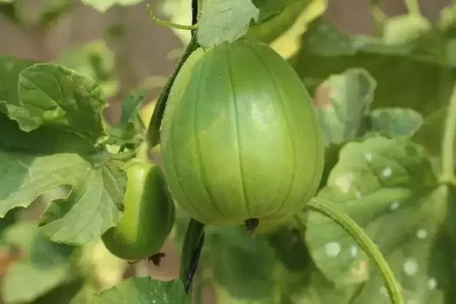 常见的农产品质量安全,农产品安全的主要问题有哪些