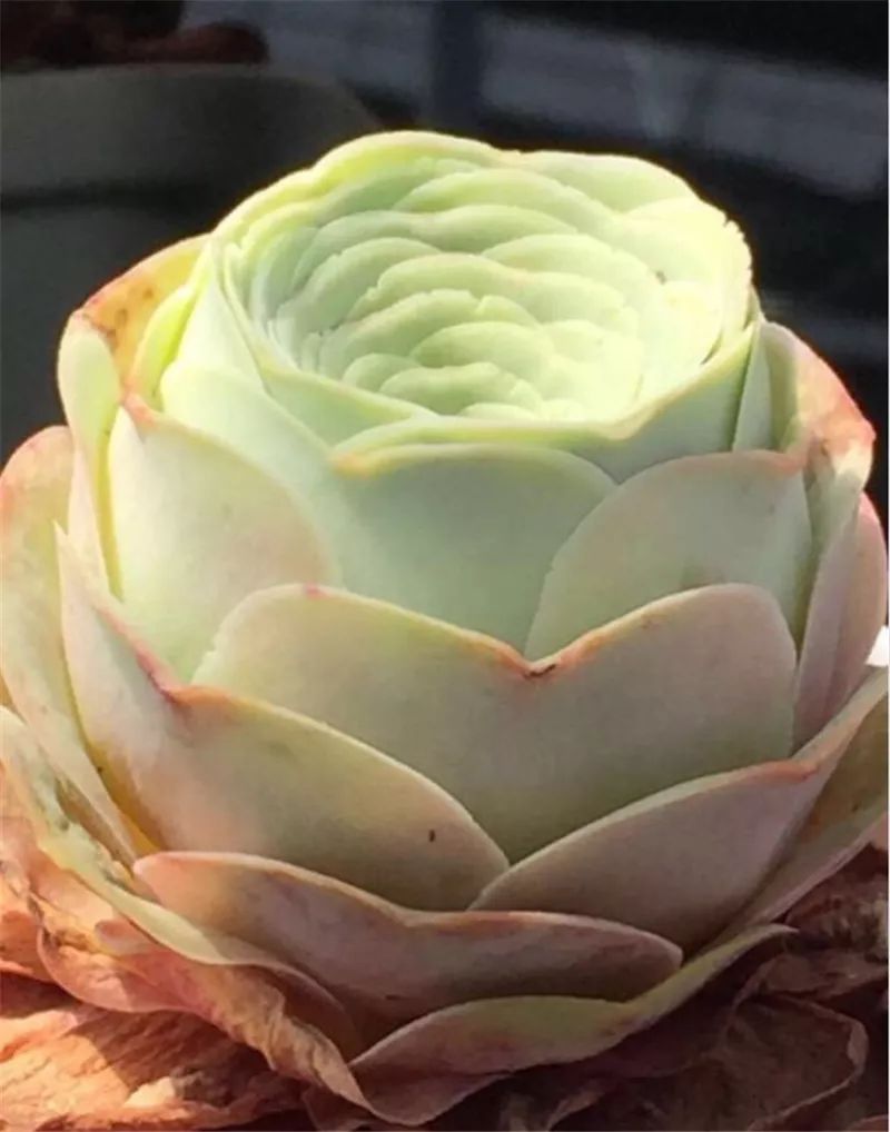 情人节浪漫仪式感玫瑰花,浪漫情人节甜蜜献礼