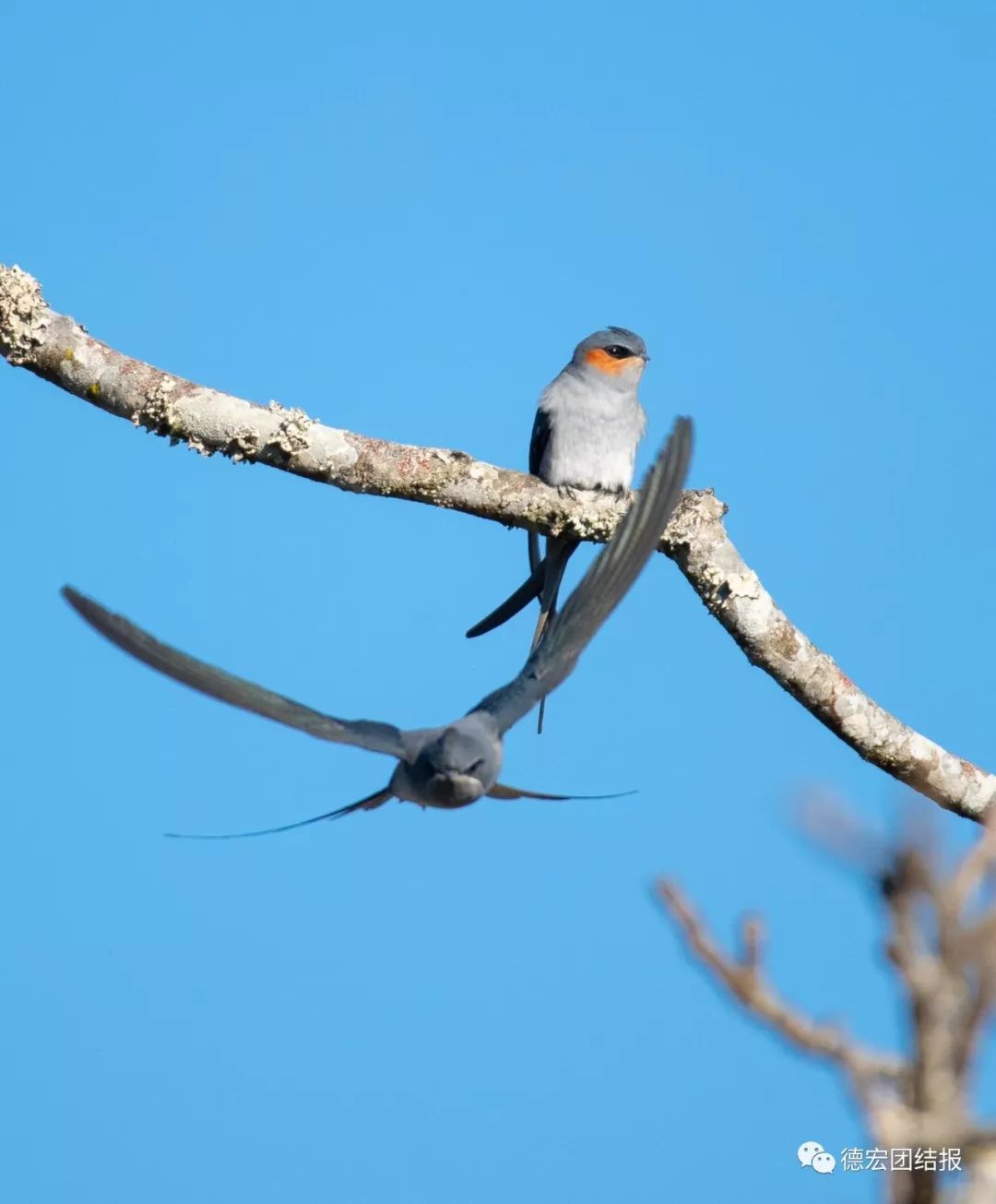 春天真的来了，这群鸟在瑞丽户瓦山大秀恩爱！