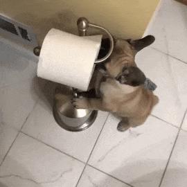 上厕所不带纸的正确打开方式,如何避免上厕所