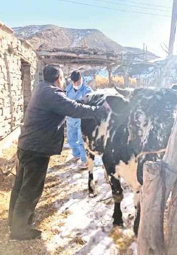 「达区快讯」“歹歹的”牛犊是农牧民的希望