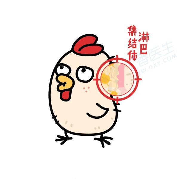 鸡头比*霜砒**还毒？鸡屁股全是毒素？正确吃鸡应该是......