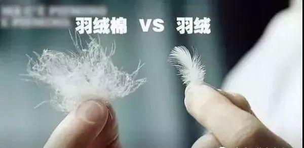 羽绒棉科普,科普羽绒服知识