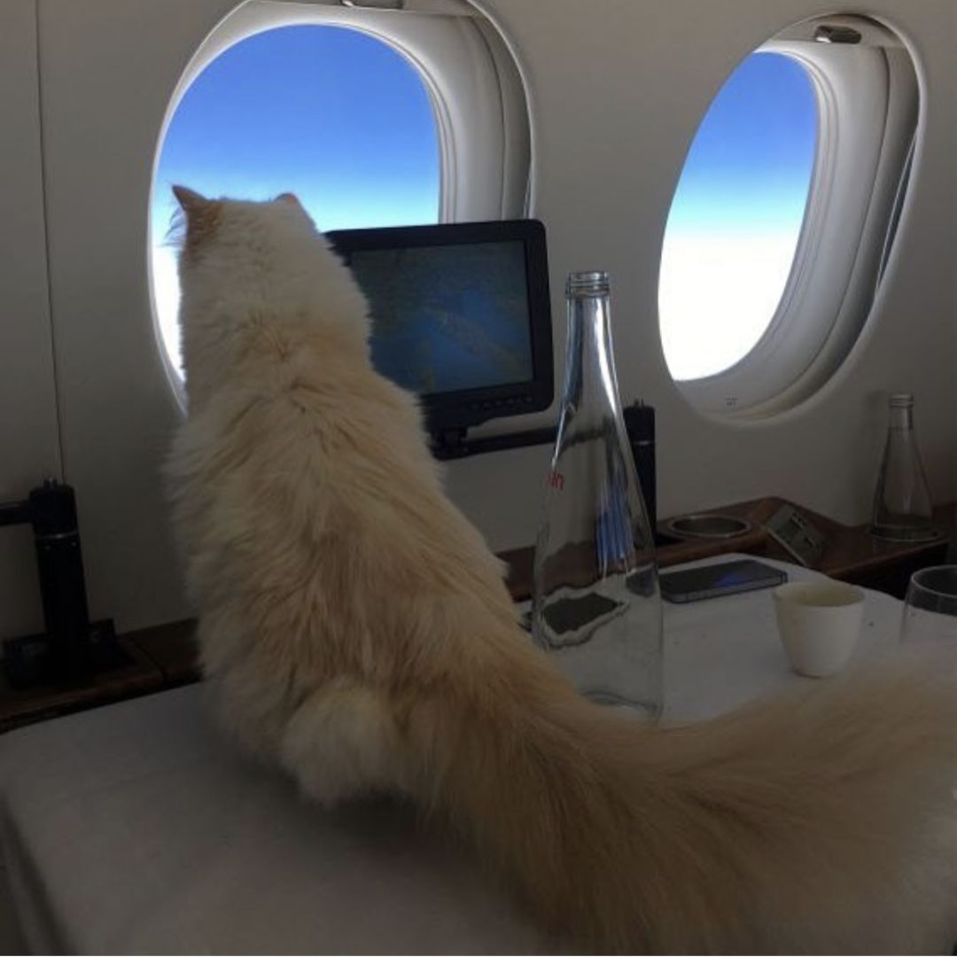 老佛爷的所有家产最后留给了猫 (老佛爷的猫死后谁来继承他的遗产)