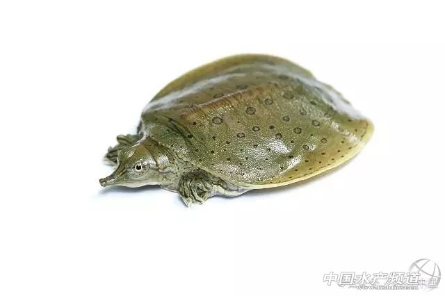 餐桌上的甲鱼怎样吃,家养小甲鱼吃什么长得最快