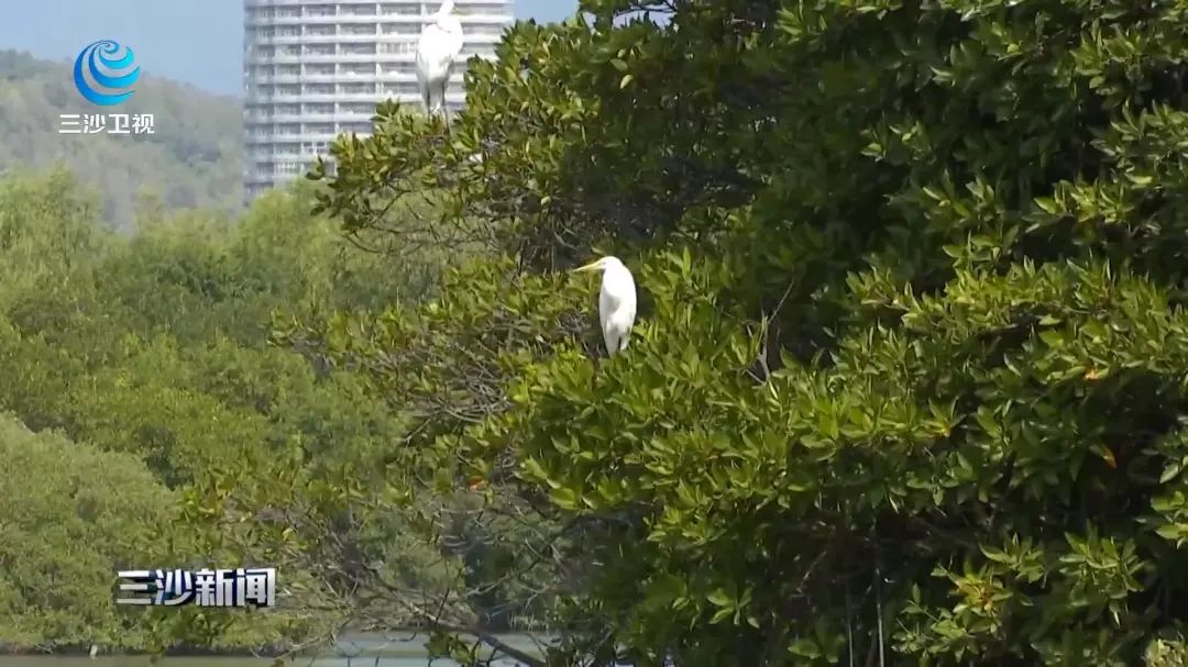 天涯印象创作的原声,天涯印象的主页