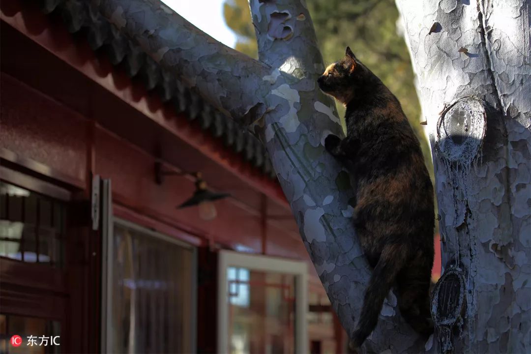 你想看的故宫，这里都有｜东方IC