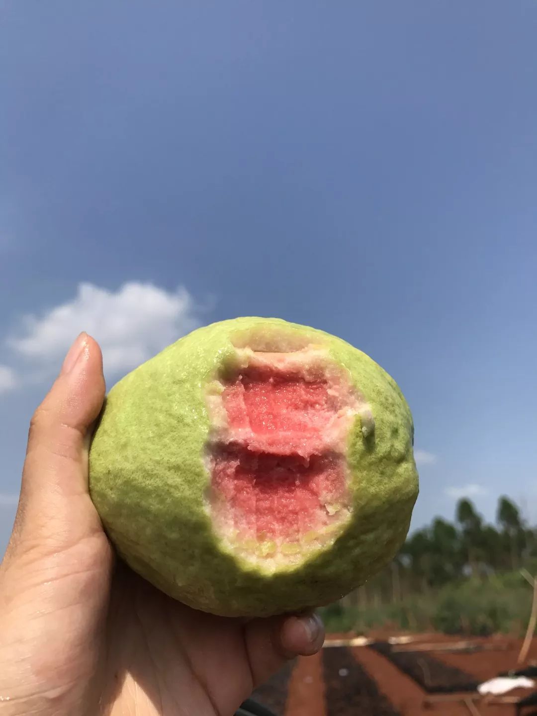 香甜可口满满的vc,含丰富vc软糯香甜