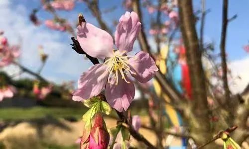 樱花季又来啦,樱花季来啦