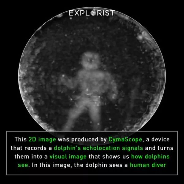 你见过企鹅破壳的瞬间吗,你见过企鹅下蛋吗