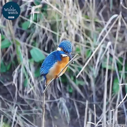 你见过企鹅破壳的瞬间吗,你见过企鹅下蛋吗